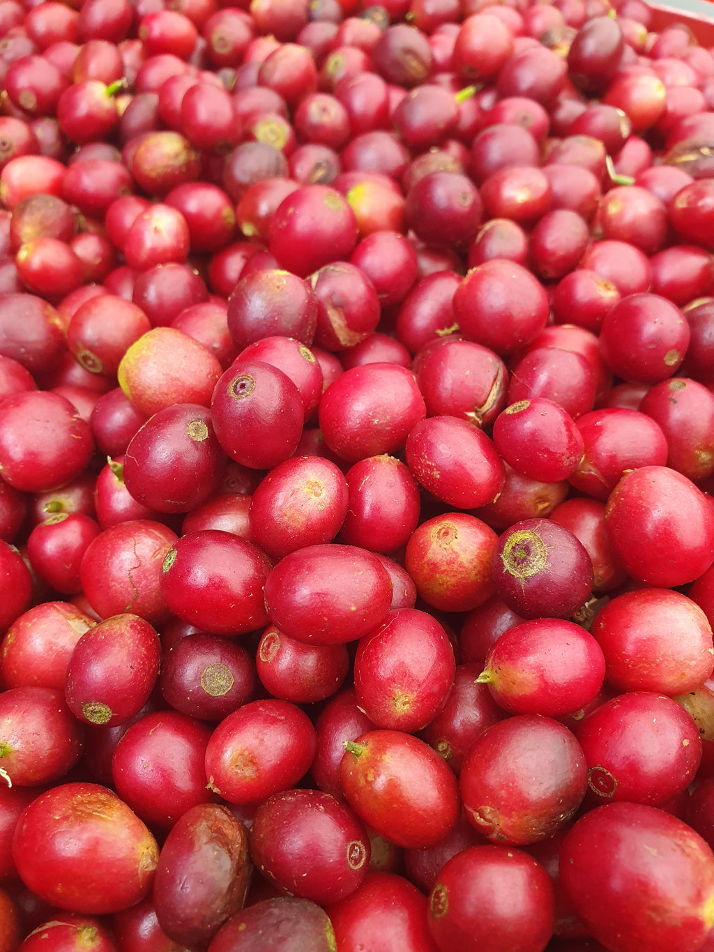 NICARAGUA LAS FLORES ESPRESSO