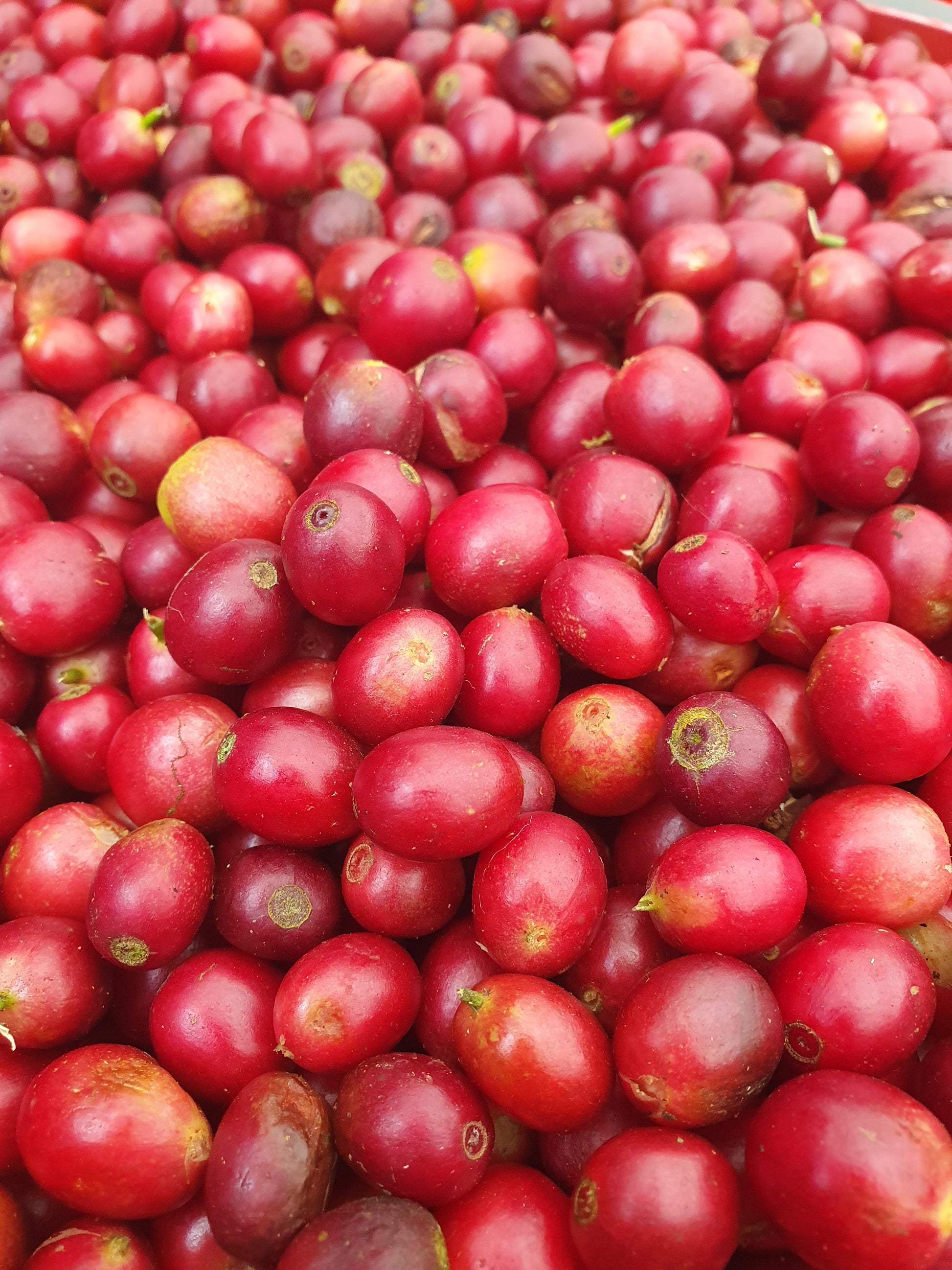 NICARAGUA LAS FLORES ESPRESSO