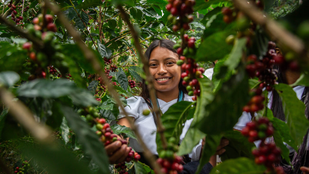 COLOMBIA ANEI PROJEKTKAFFEE