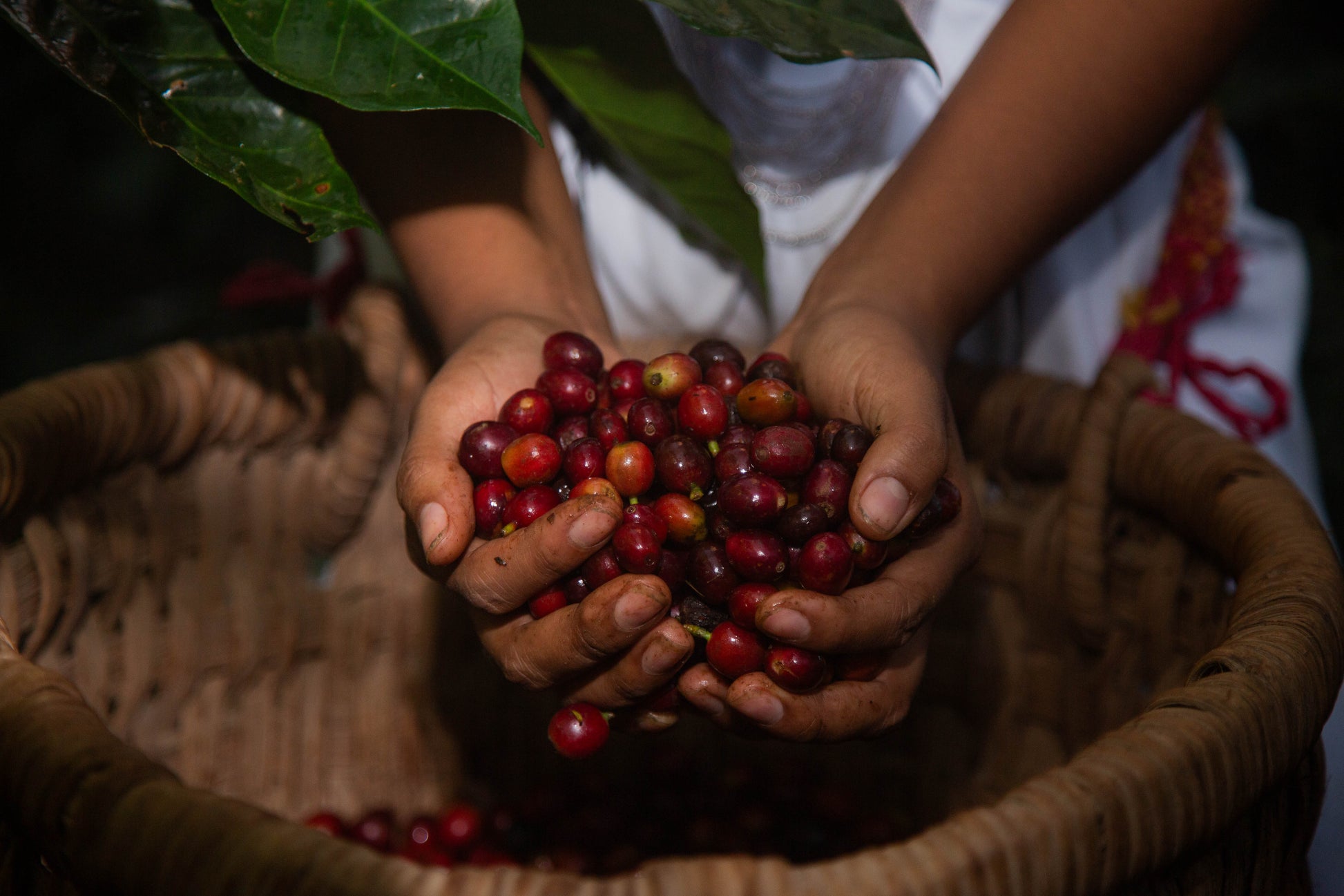 COLOMBIA ANEI PROJEKTKAFFEE