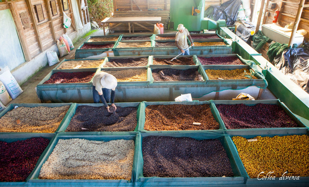 GUATEMALA FILTERKAFFEE