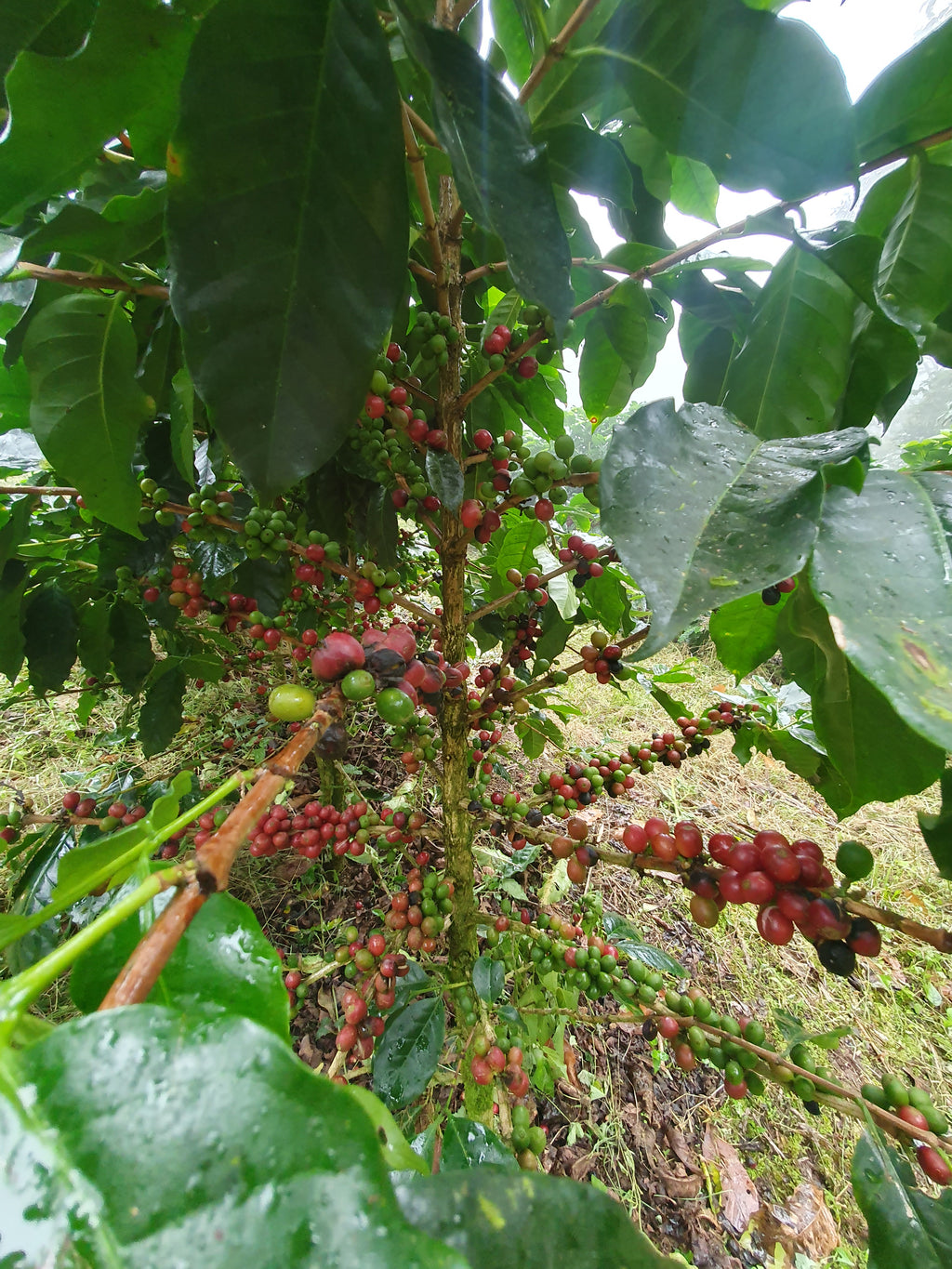 (B2B) NICARAGUA LAS FLORES ESPRESSO