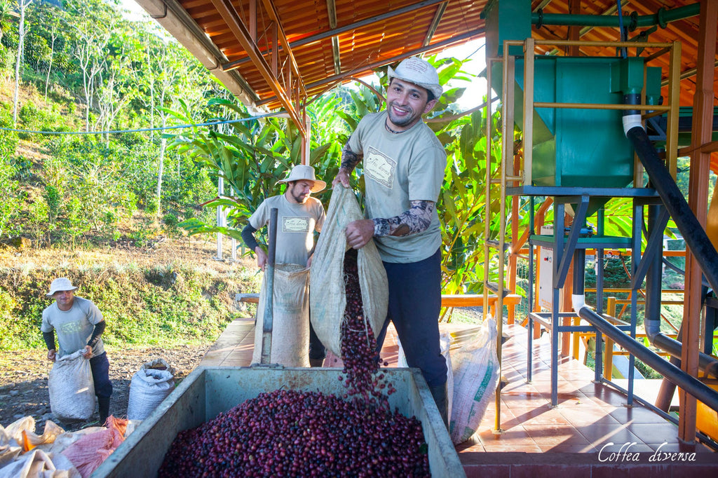 GUATEMALA FILTERKAFFEE