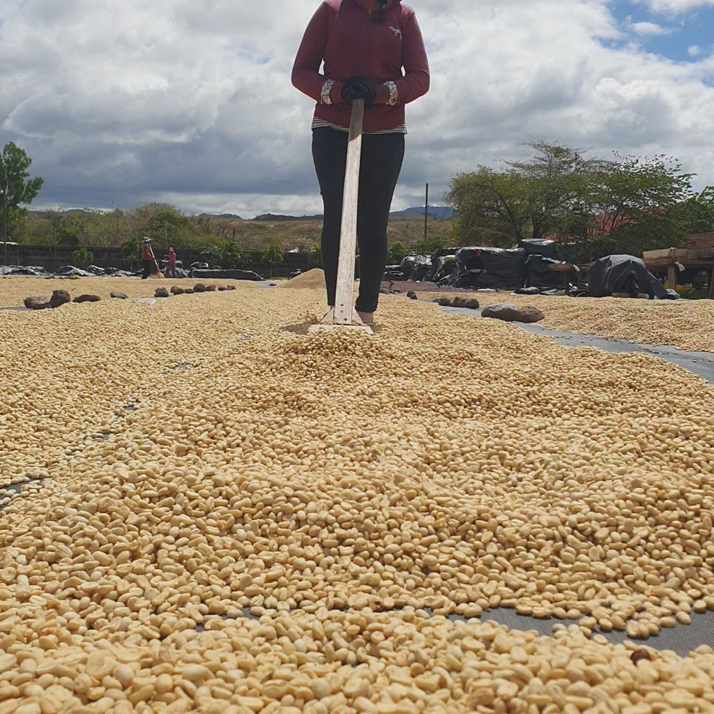NICARAGUA LAS FLORES ESPRESSO