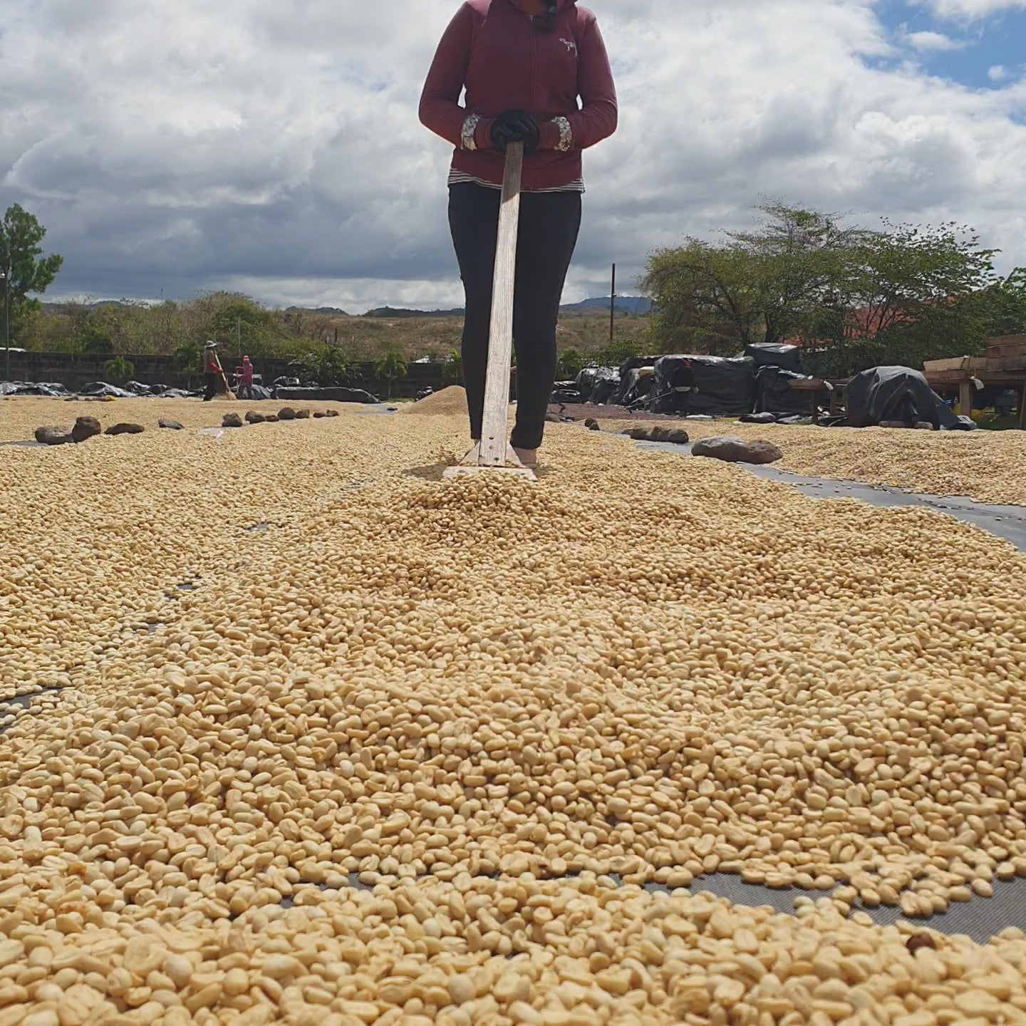 NICARAGUA LAS FLORES ESPRESSO